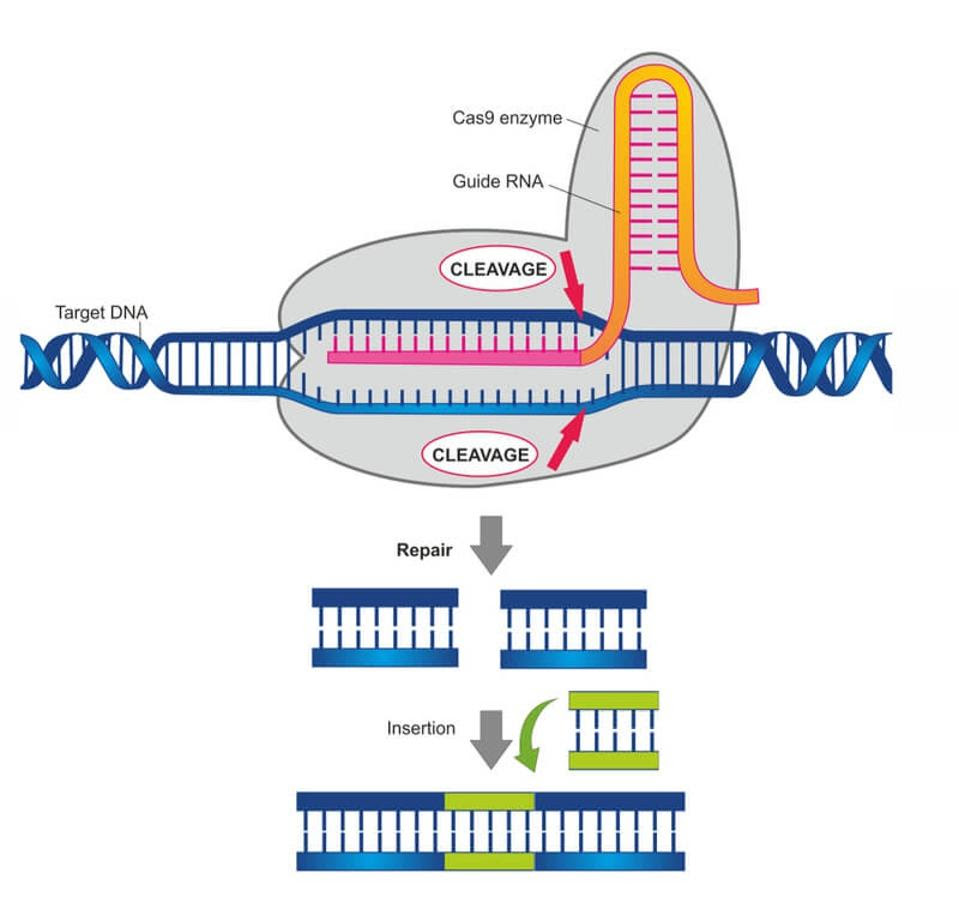 Cas9 enzyme cuts DNA