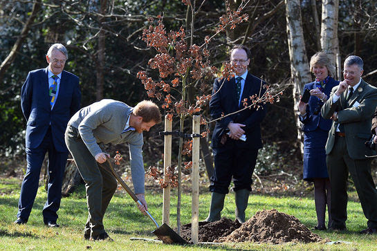 Prince Harry planted a tree under the Queen's Oak