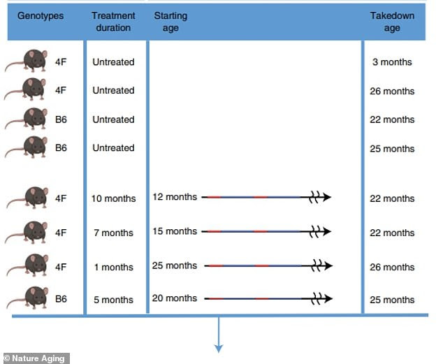 In the study, the team tested variations of the cellular rejuvenation approach in mice as they aged. One group of mice received regular doses of the Yamanaka factors from the time they were 15 months old until 22 months, about equivalent to age 50 through 70 in humans. Another group was treated from 12 through 22 months (age 35 to 70 in humans) while a third group was treated for just one month at age 25 months (age 80 in humans)