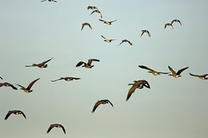 Once thought to be extinct, giant Canada geese are a common sight across most of Michigan these days. Flock of Canada geese in flight