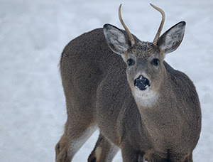 A white-tailed deer in Marquette County is shown.