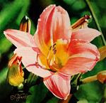 Peach Day Lily - Posted on Sunday, January 11, 2015 by Jacqueline Gnott