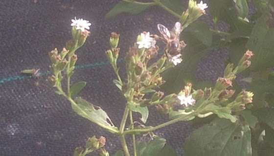 abejas 1