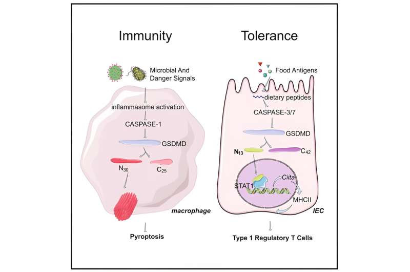 Researchers reveal Gasdermin D's hidden power in maintaining food tolerance