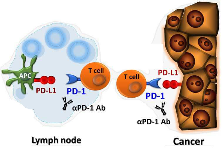 Immune checkpoint inhibitor monoclonal antibodies (Ab) that block PD-1 proteins target immune cells in the lymph nodes and immune and cancer cells in tumors.