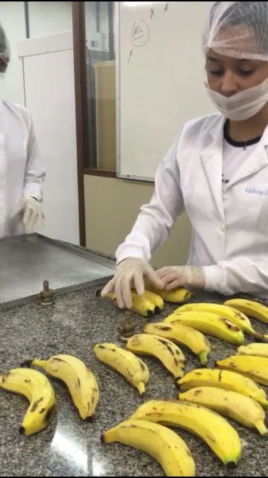Produção de bananas passas será apresentado na Agrotins (Foto: Divulgação PET Engal)