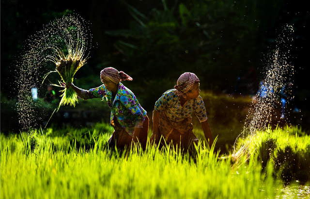 Ngây ngất với thiên nhiên và đời sống người Việt  qua ảnh - Ảnh 5.