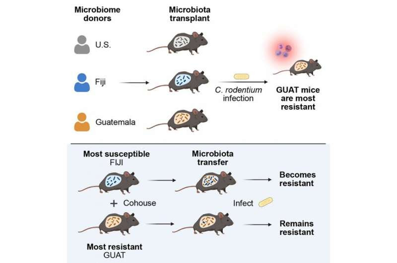 Geographic differences in gut microbiota boost immunity