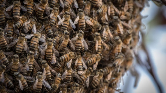 Killer bees stung a man 250 times in swarm attack, but he survived. How?