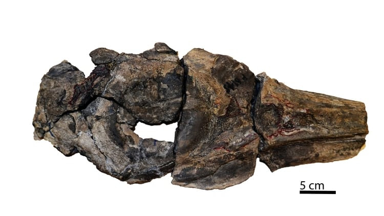 Cientícos reportaron el hallazgo del cráneo, huesos del oído interno y el miembro anterior derecho de un ejemplar de oftalmosaurio que vivió hace unos 150 millones de años