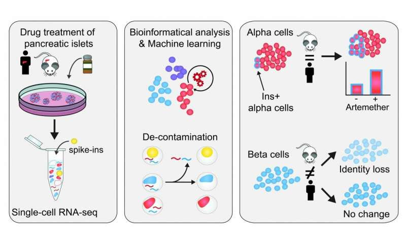 Single-cell RNA seq developed to accurately quantify cell-specific drug effects in pancreatic islets