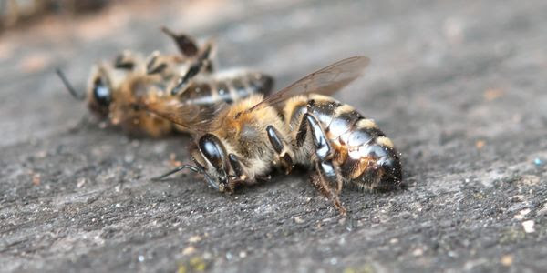 Two dead honeybees lay on the asphalt.