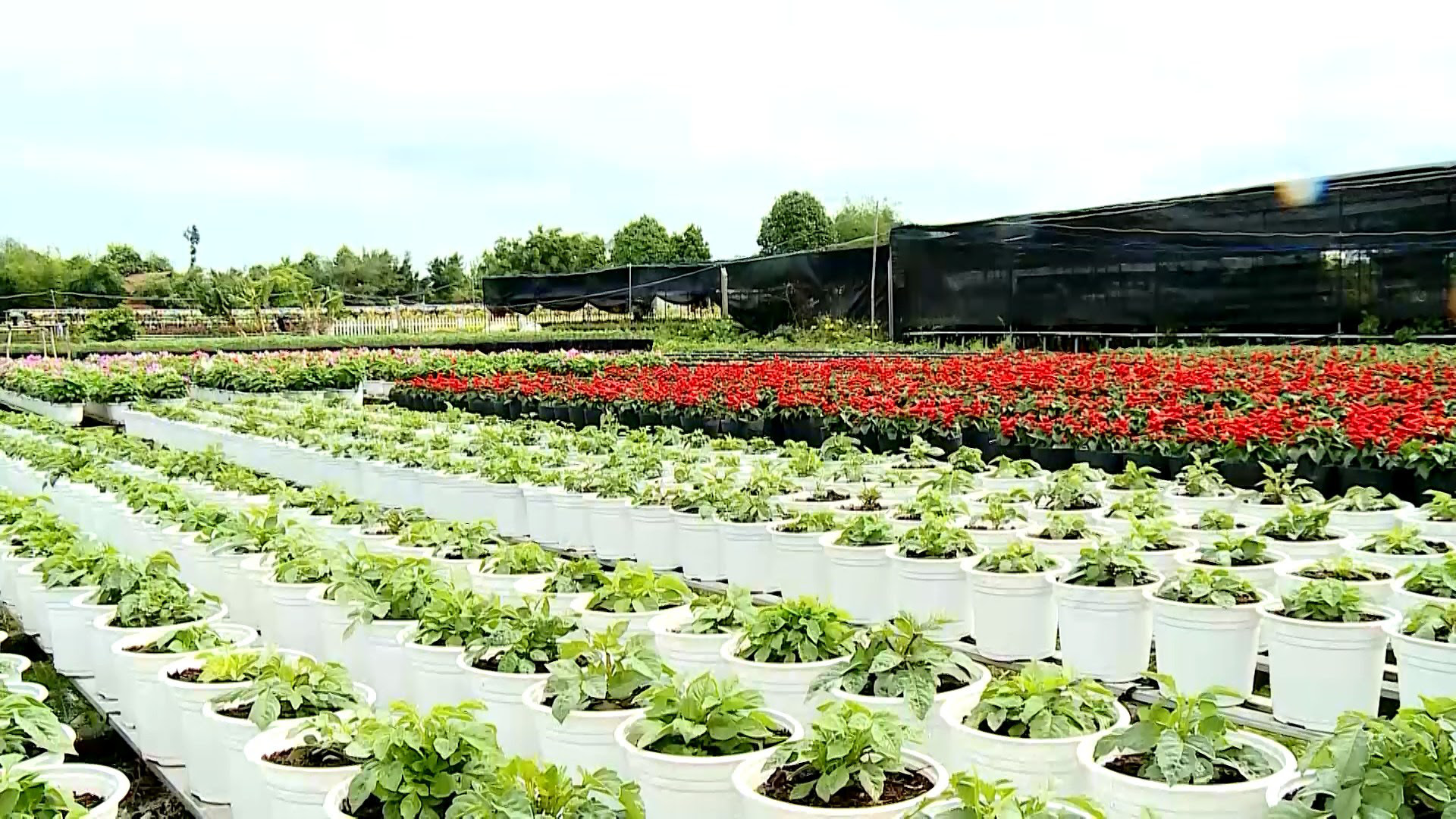 Agribank góp phần tạo sức bật mới cho làng hoa Sa Đéc - Ảnh 5.