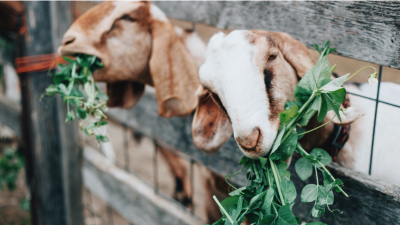 Goat and small livestock breeding workshop