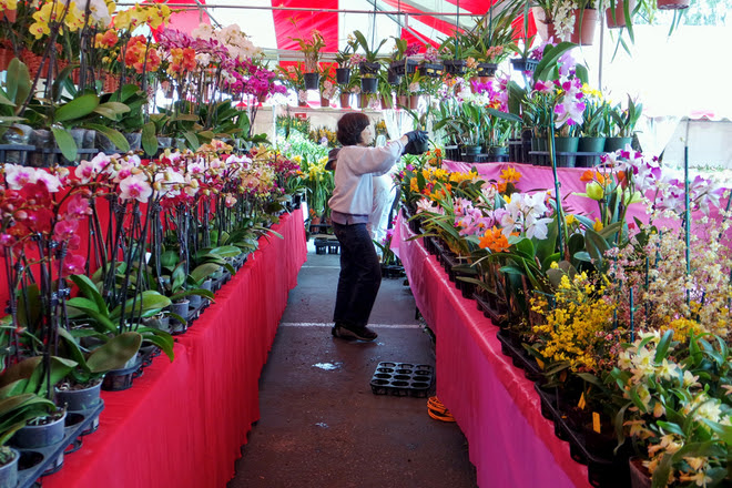 &lt;p class=&quot;Normal&quot;&gt;	Chợ hoa Tết Ất Mùi kéo dài từ ngày 30/1 đến 18/2 với rất nhiều gian hàng bày bán đủ loại hoa, cây cảnh và đồ trang trí. &lt;/p&gt;