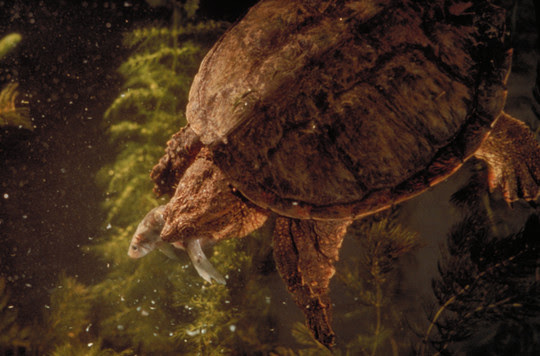 A snapping turtle seen from the top, is swimming with a small in its mouth.