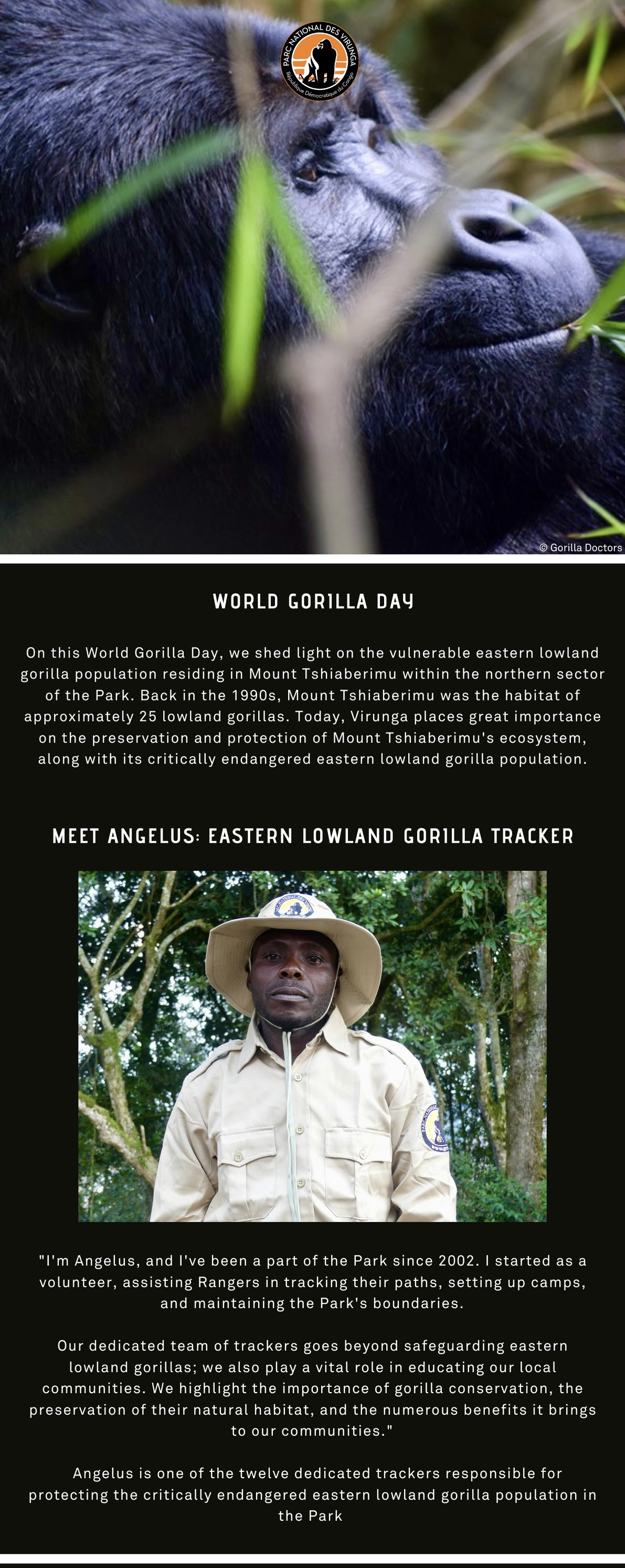 On this World Gorilla Day, we shed light on the vulnerable eastern lowland gorilla population residing in Mount Tshiaberimu within the northern sector of the Park.