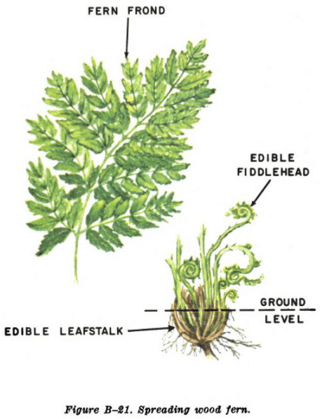 spreading wood fern illustration edible plants