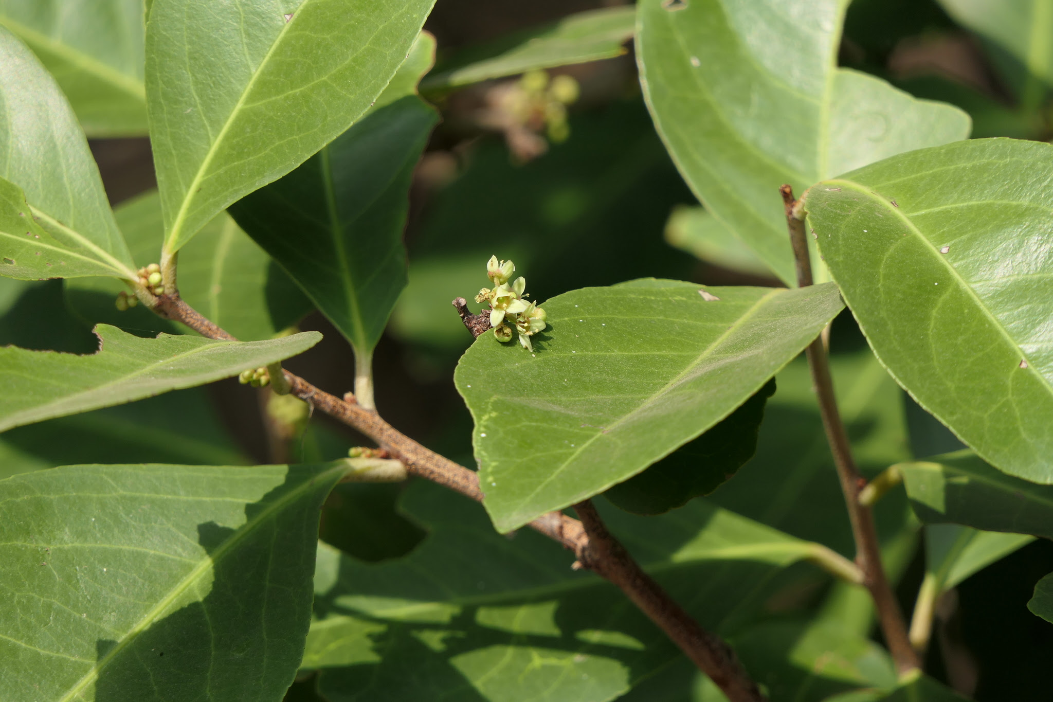 Gymnosporia rothiana (Walp.) M.A.Lawson