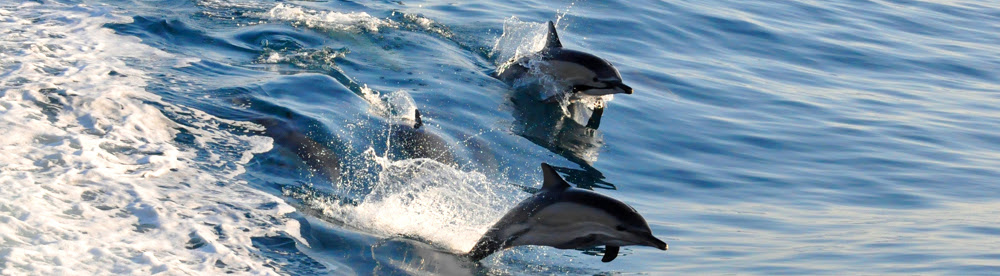 dolphin topslider-no-logo