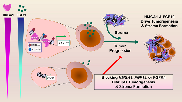 Treatment pathway for deadly pancreatic cancers