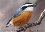 Red Breasted Nuthatch ACEO - Posted on Sunday, April 12, 2015 by Janet Graham