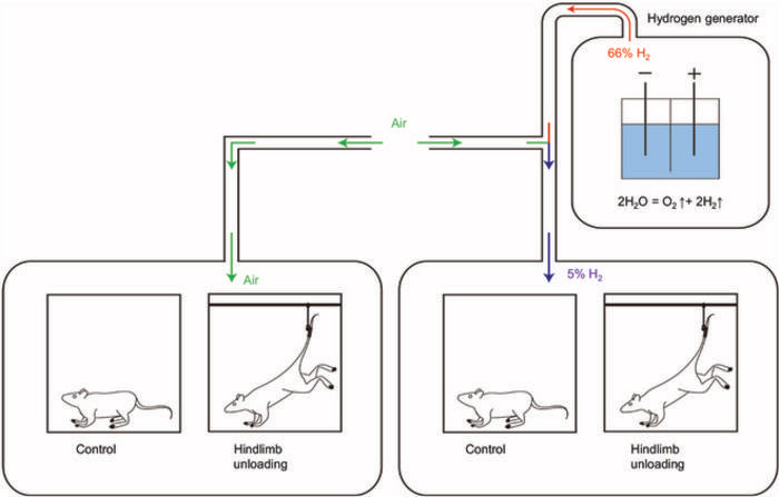 The experimental scheme.