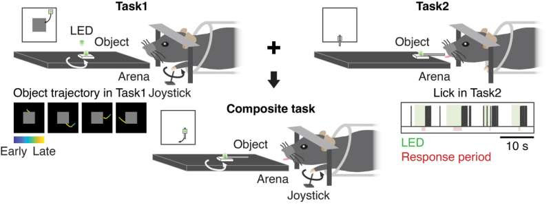 Study unveils similarities in the activity patterns of artificial agents and the brain