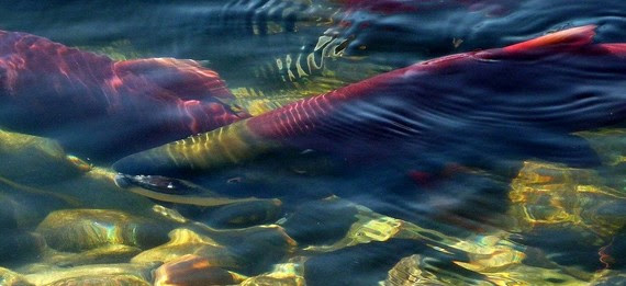 Sockeye Salmon