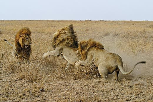 Reason why Lions gang up against a single lion