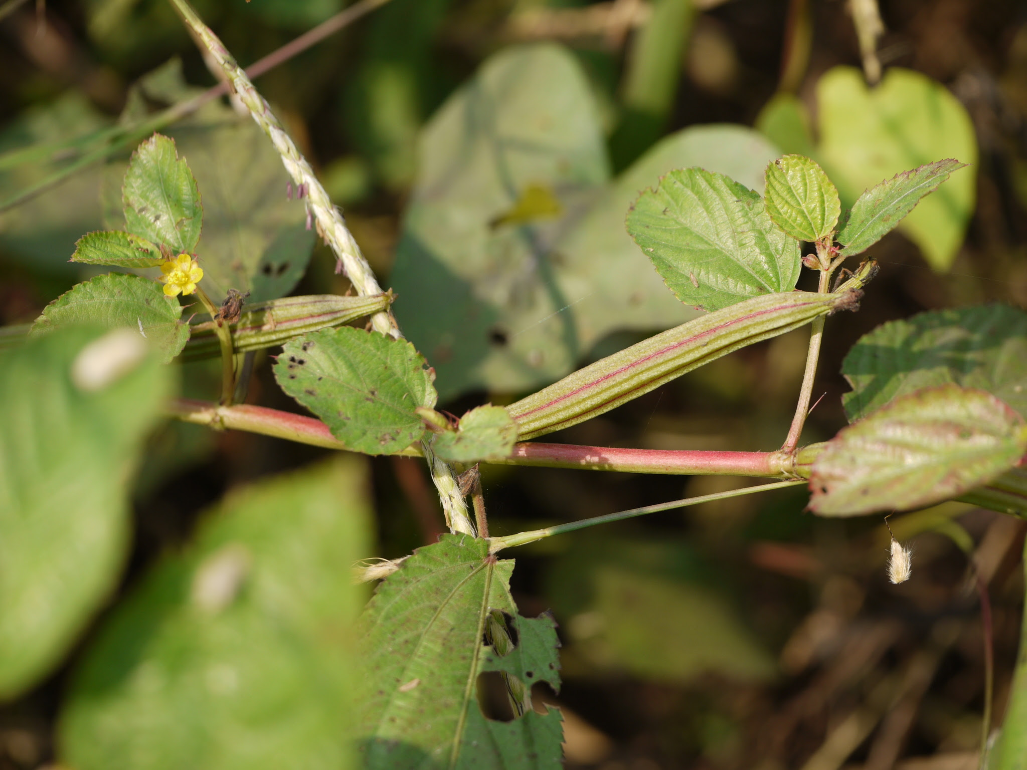 Corchorus olitorius L.