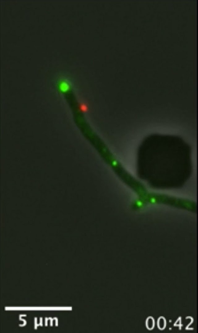 Phage infection of Mycobacterium smegmatis