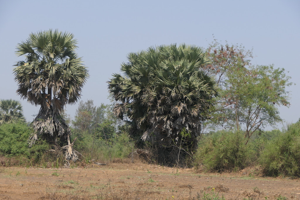 Borassus flabellifer L.