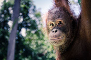 A close-up photo of an orangutan looking back at the camera.
