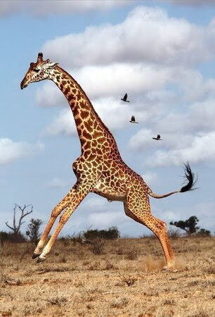 Giraffe-jump-for-Joy