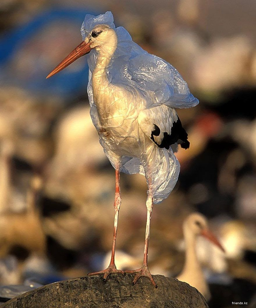 environmental-problems-pollution-36__880.