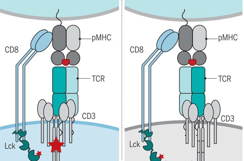 Fundamental advance in understanding T cell immunity