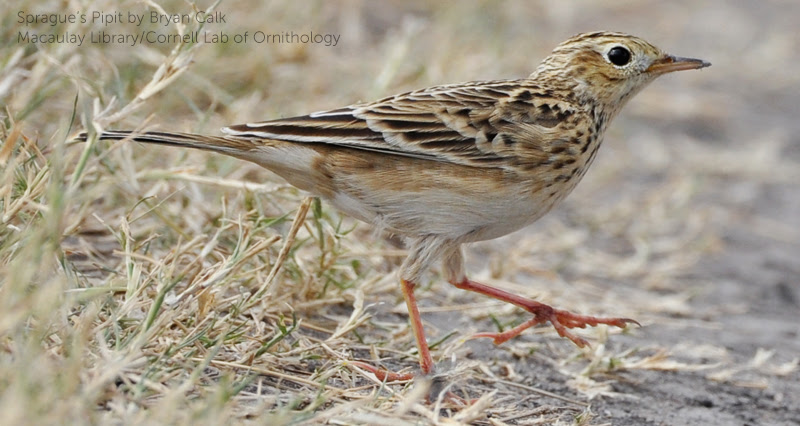 image of Sprague's Pipit by Bryan Calk, Macaulay Library/Cornell Lab of Ornithology
