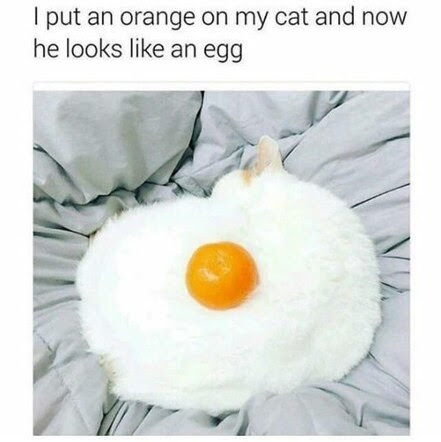 Cat-White-with-Orange-Egg