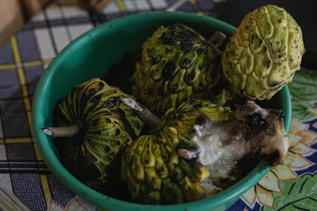 Biribá, fruta da Amazônia colhida no Lote 96.