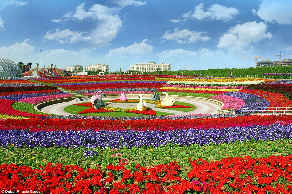 Dubai Miracle Garden is world's biggest flower garden. It is situated in the North West Quadrant of Arabian Ranches interchange