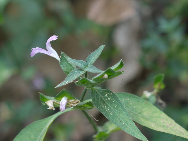 Jivani (Marathi: जिवणी)