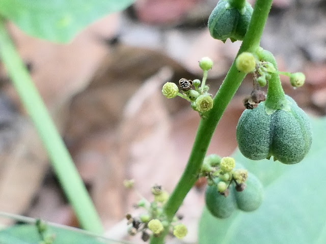 Baliospermum solanifolium (Burm.) Suresh