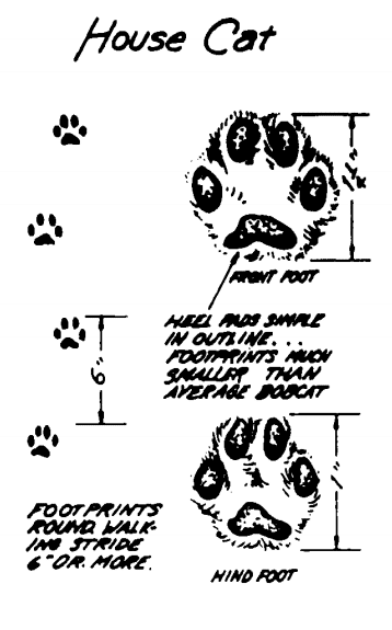 house cat footprints identify animal tracks illustration