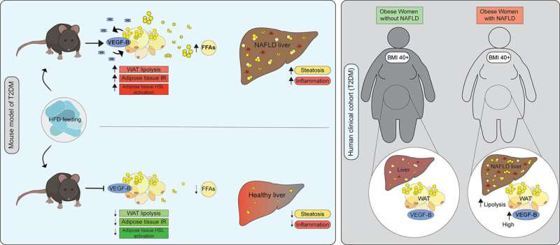 Antibody candidate for treating serious liver disease