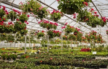 A greenhouse full of healthy, ornamental plants.