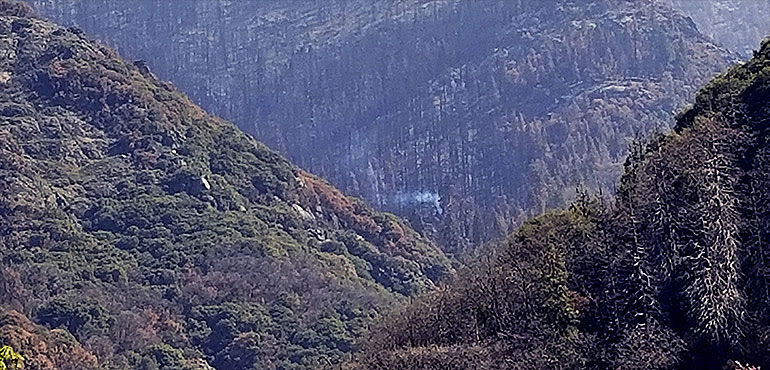 The tree seen smoking The tree seen smoking