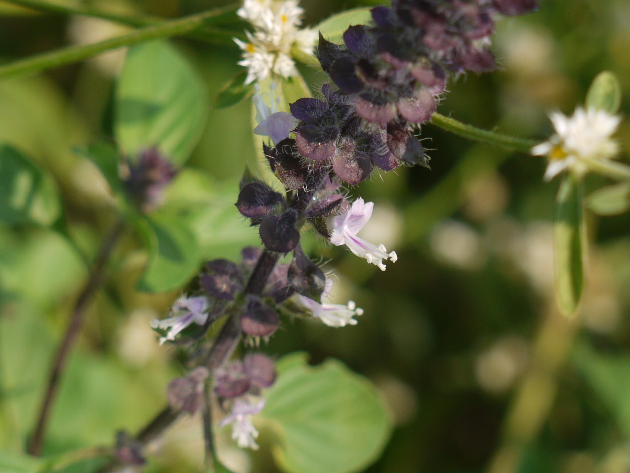 Ocimum basilicum L.