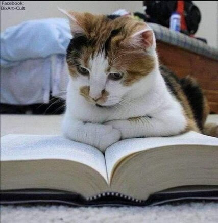 Cat-read-book