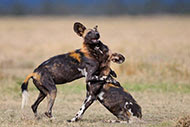 Wild dogs on Ol Pejeta